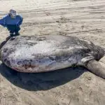 Peixe-lua-trapaceiro foi encontrado em praia do Estado do Oregon