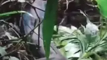 Foto mostra cobra que engoliu mulher na Indonésia em meio à mata