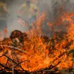 Incêndio em floresta