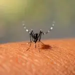 Mosquito Aedes aegypti, transmissor da dengue | Foto: Thammanoon Khamchalee/Shutterstock