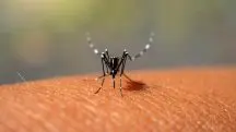Mosquito Aedes aegypti, transmissor da dengue | Foto: Thammanoon Khamchalee/Shutterstock