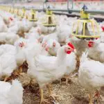 Aves - casos de newcastle - ministério da agricultura