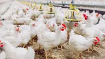 Aves - casos de newcastle - ministério da agricultura