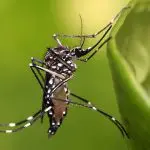 Aedes aegypti - dengue
