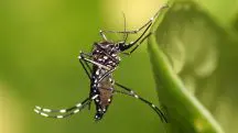 Aedes aegypti - dengue