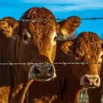 A pecuária é a peça-chave para a segurança alimentar global | Foto: Reprodução/Pexels