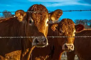 A pecuária é a peça-chave para a segurança alimentar global | Foto: Reprodução/Pexels