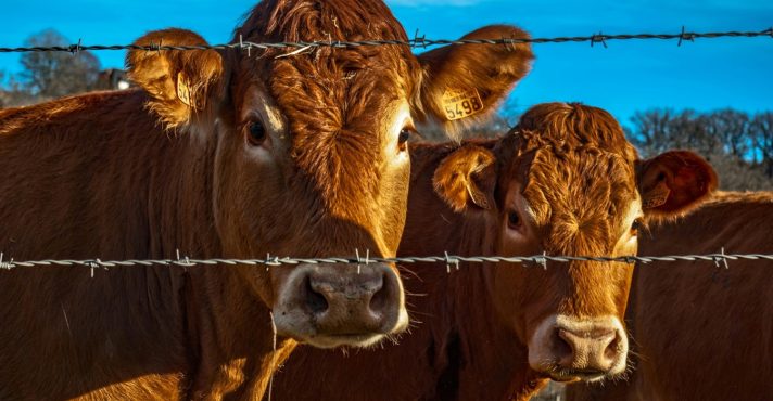 A pecuária é a peça-chave para a segurança alimentar global | Foto: Reprodução/Pexels