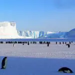 Foto mostra pinguins na Antártida