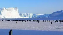 Foto mostra pinguins na Antártida