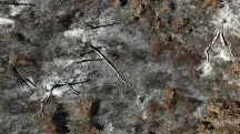 Queimada em área de Pantanal localizada no Estado do Mato Grosso do Sul