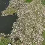 Centenas de peixes morreram, em virtude falta de oxigênio na água, e a recuperação da área pode levar até dez anos | Foto: Reprodução/TV Globo