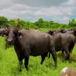 Criação de búfalos do Brasil