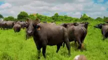 Criação de búfalos do Brasil