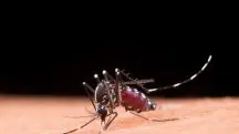 O SUS priorizou a vacinação para jovens de 10 a 14 anos em 1,9 mil municípios com alta prevalência de dengue