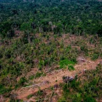 Madeireiros desmatam no Mato Grosso