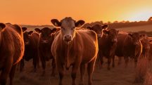 Grupo de vacas leiteiras pastando em prado orgânico | Imagem gerada com auxíliode inteligência artificial | Foto: Reprodução/Freepik