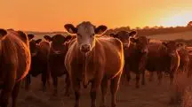 Grupo de vacas leiteiras pastando em prado orgânico | Imagem gerada com auxíliode inteligência artificial | Foto: Reprodução/Freepik