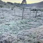 Geada em Santa Catarina