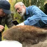 De acordo com os autores da pesquisa, essa descoberta permite uma melhor compreensão do material genético do mamute e suas diferenças em relação a outras espécies