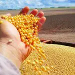 A soja é um dos trunfos do agronegócio em Mato Grosso | Foto: Divulgação/CNA