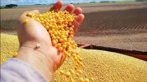 A soja é um dos trunfos do agronegócio em Mato Grosso | Foto: Divulgação/CNA