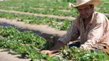O agronegócio representa quase 30% do Produto Interno Bruto do Brasil | Foto: Dênio Simões/Agência Brasília