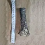 Osso do tigre-dente-de-sabre, fóssil encontrado no Espírito Santo