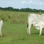 Bezerro e boi em pasto em área do bioma Pantanal; especialistas defendem o conceito de 'boi bombeiro'