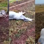bois morrem de frio em mato grosso do sul