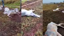 bois morrem de frio em mato grosso do sul