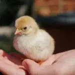 Nos casos dos filhotes de aves, por exemplo, o descarte de machos é proibido | Foto: Afra Ramió/Unsplash
