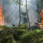 Incêndios florestais