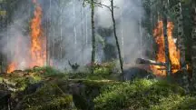 Incêndios florestais
