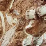fóssil de dinossauro é descoberto em enchentes no Rio Grande do Sul