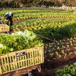 Agricultor trabalha em horta de uma pequena propriedade familiar na cidade de Marília, São Paulo | Foto: Alf Ribeiro/Shutterstock