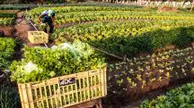 Agricultor trabalha em horta de uma pequena propriedade familiar na cidade de Marília, São Paulo | Foto: Alf Ribeiro/Shutterstock