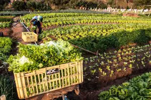 Agricultor trabalha em horta de uma pequena propriedade familiar na cidade de Marília, São Paulo | Foto: Alf Ribeiro/Shutterstock