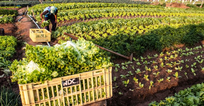 Agricultor trabalha em horta de uma pequena propriedade familiar na cidade de Marília, São Paulo | Foto: Alf Ribeiro/Shutterstock