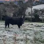 Espera-se que a chuva substitua as temperaturas negativas nos próximos dias nas cidades de Santa Catarina