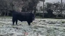 Espera-se que a chuva substitua as temperaturas negativas nos próximos dias nas cidades de Santa Catarina