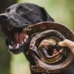 Cachorro brinca com vergalho, nome técnico do pênis bovino