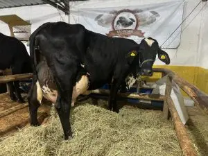 Apesar da alta produção de leite, Lilica não recebe cuidados especiais | Foto: Reprodução/Arquivo pessoal