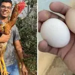 Galinhas gigantes raça rara