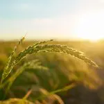 O La Niña vai afetar o agro brasileiro | Foto: Wirestock/Freepik