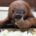 Bicho-preguiça Jan morreu na Alemanha
