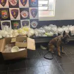 O cão policial Thor ajudou os policiais a encontrar uma grande quantidade de cocaína, de crack e de maconha | Foto: Divulgação/SSP-SP