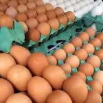 O Brasil está entre os dez maiores produtores de ovos | Foto: Luiz Agner/IBGE