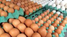 O Brasil está entre os dez maiores produtores de ovos | Foto: Luiz Agner/IBGE