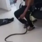 Homem segura cobra em hospital no Guarujá